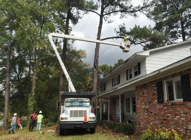 Professional Tree Care in Kettering, OH