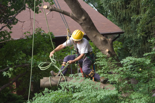 Trusted Kettering, OH Tree Care Experts