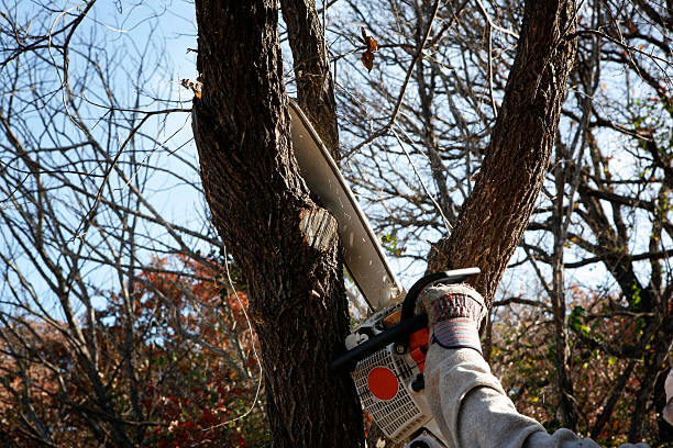  Kettering, OH Tree Care Pros
