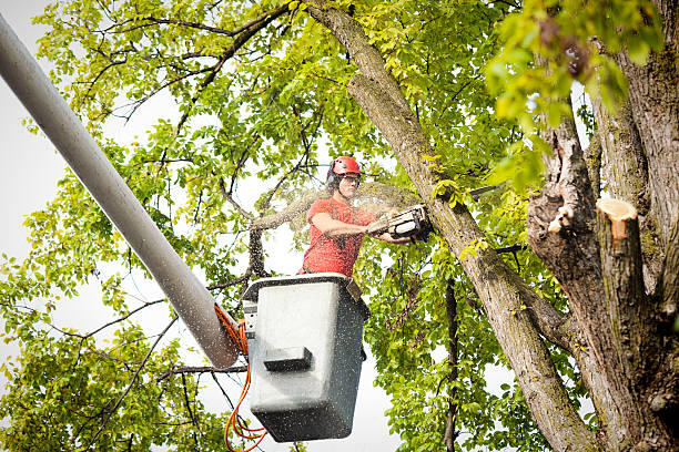 Best Hazardous Tree Removal  in Kettering, OH
