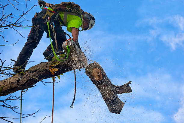 Best Tree Disease Treatment  in Kettering, OH