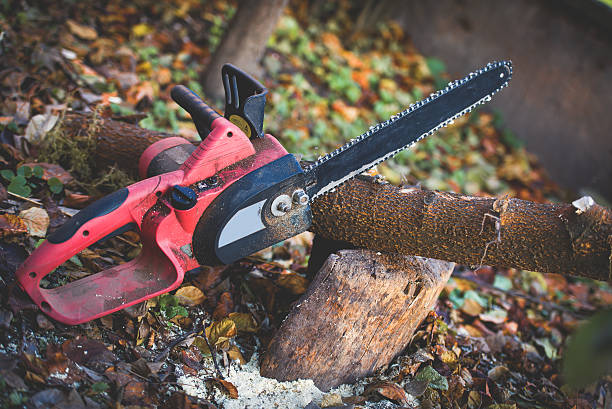 How Our Tree Care Process Works  in  Kettering, OH